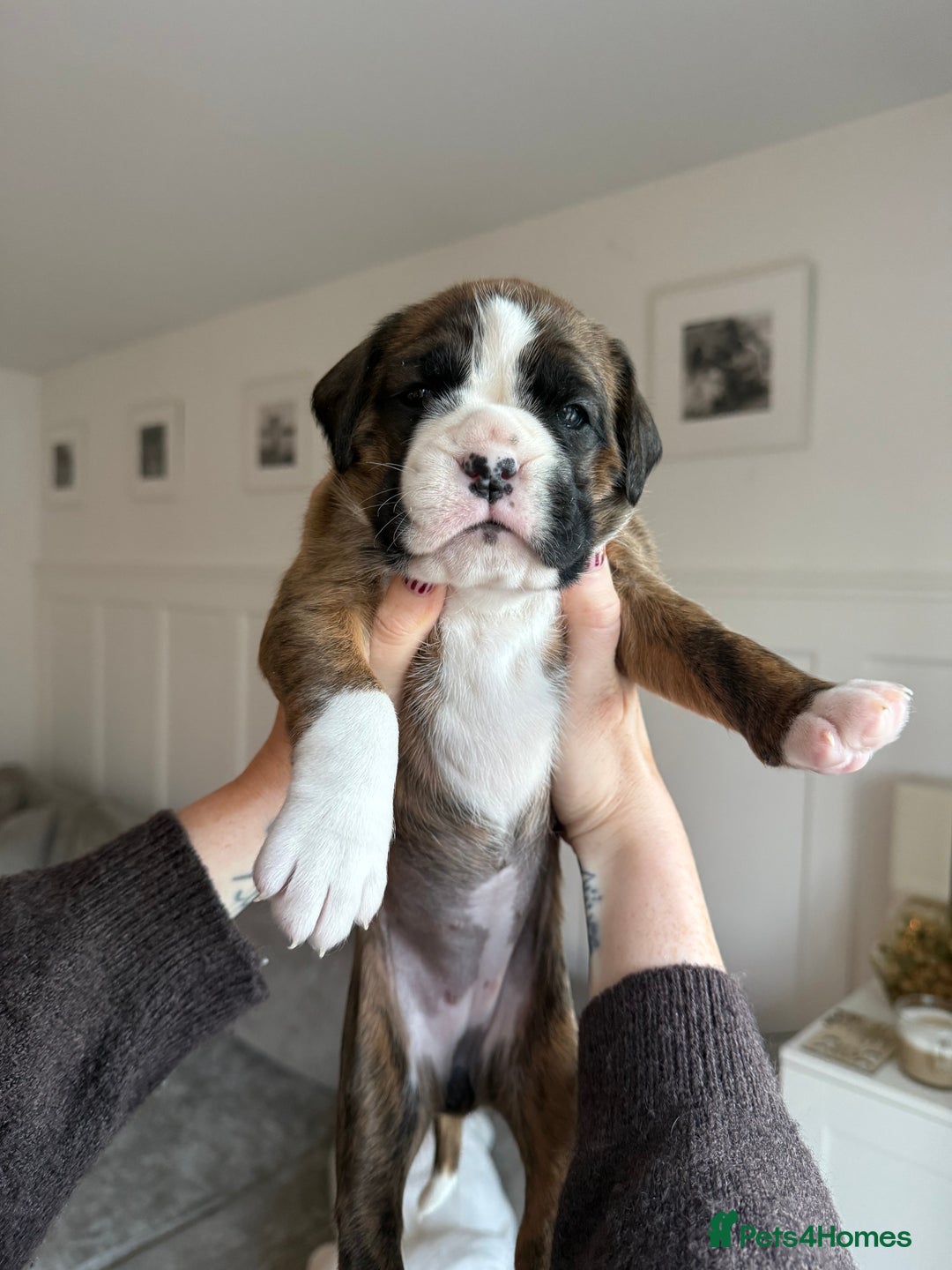 Boxer dogs for sale: 4 CHAMP BLOODLINE CHUNKY BOXER PUPS, bobtail/tail - Advert 34