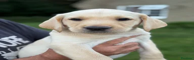 Labrador Retriever Puppy 4