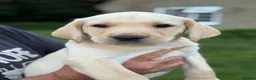 Labrador Retriever dogs for sale: Labrador Puppies ready to go to their new homes - Advert 5
