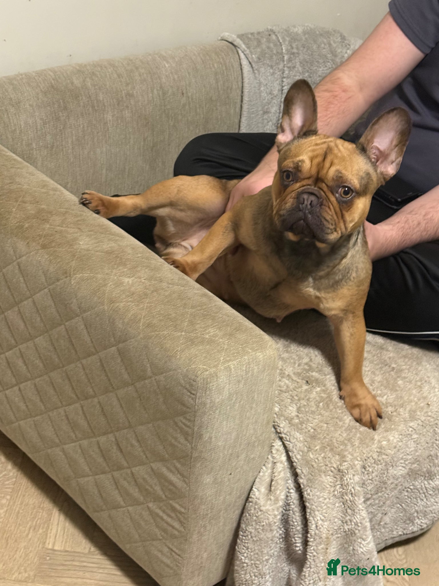 French Bulldog dogs female Frenchie looking for a loving home  - Advert 2