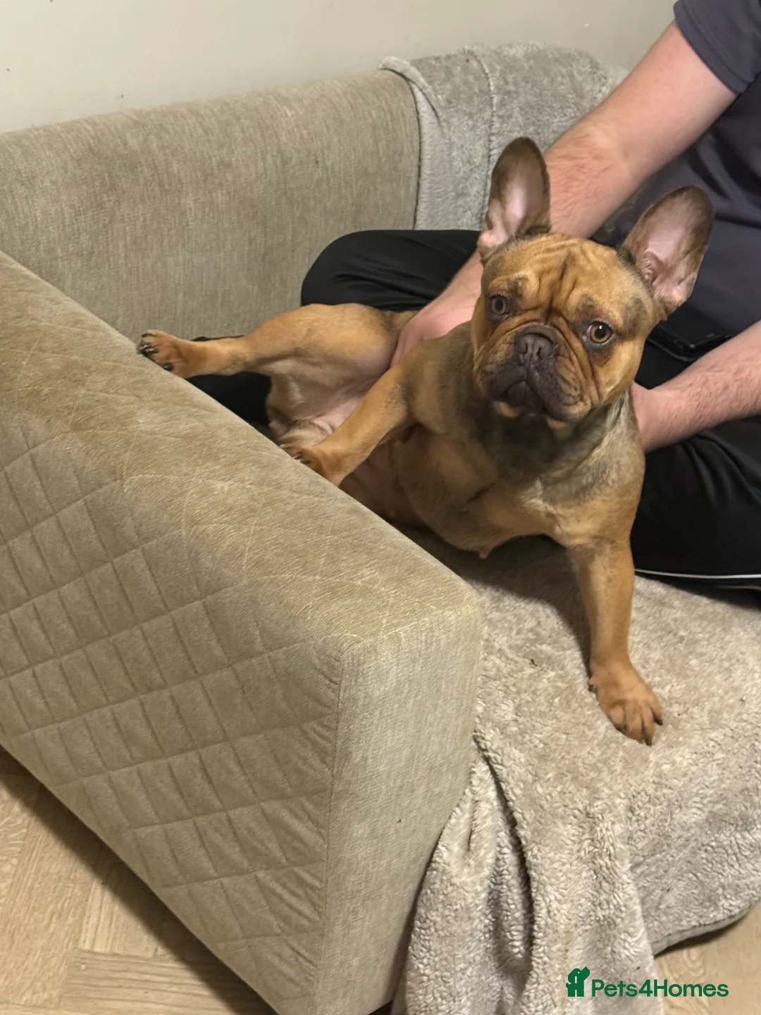 French Bulldog dogs for sale: female Frenchie looking for a loving home  - Advert 1