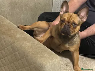French Bulldog dogs female Frenchie looking for a loving home - Advert 2