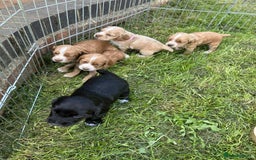 Sprocker dogs for sale: Sprocker Puppies - Image 5