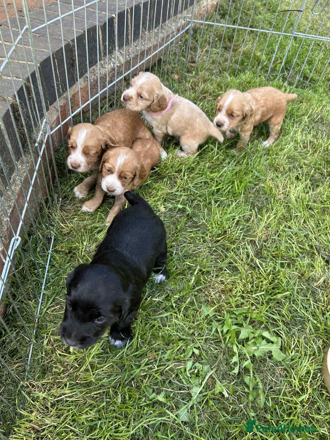 Sprocker dogs for sale: Sprocker Puppies - Image 5
