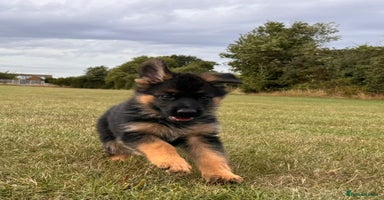 German Shepherd dogs - Advert 1