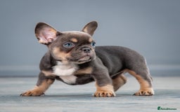 French Bulldog dogs for sale: French bulldogs 2 LEFT AVAILABLE  - Image 5