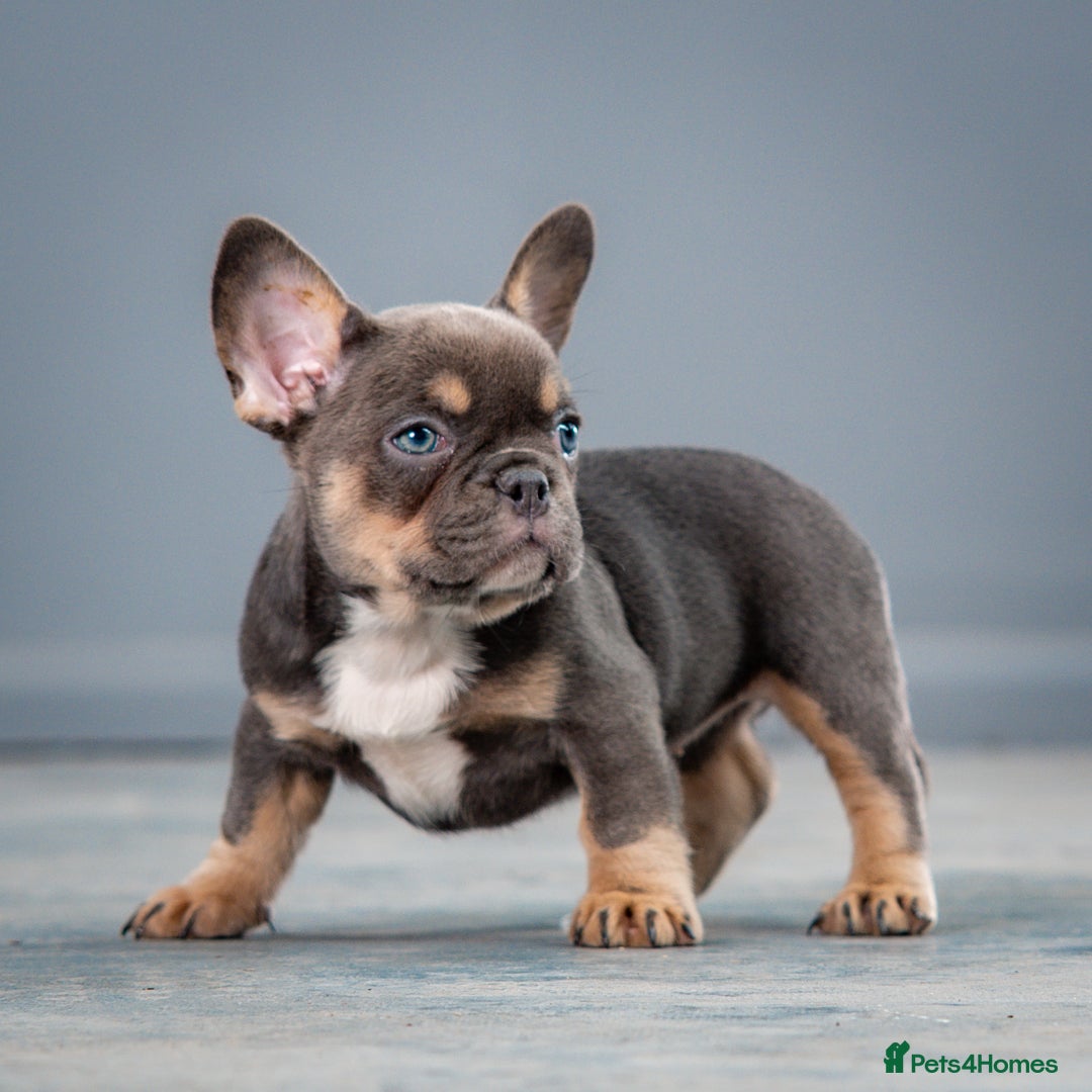 French Bulldog dogs for sale: French bulldogs 2 LEFT AVAILABLE  - Image 5