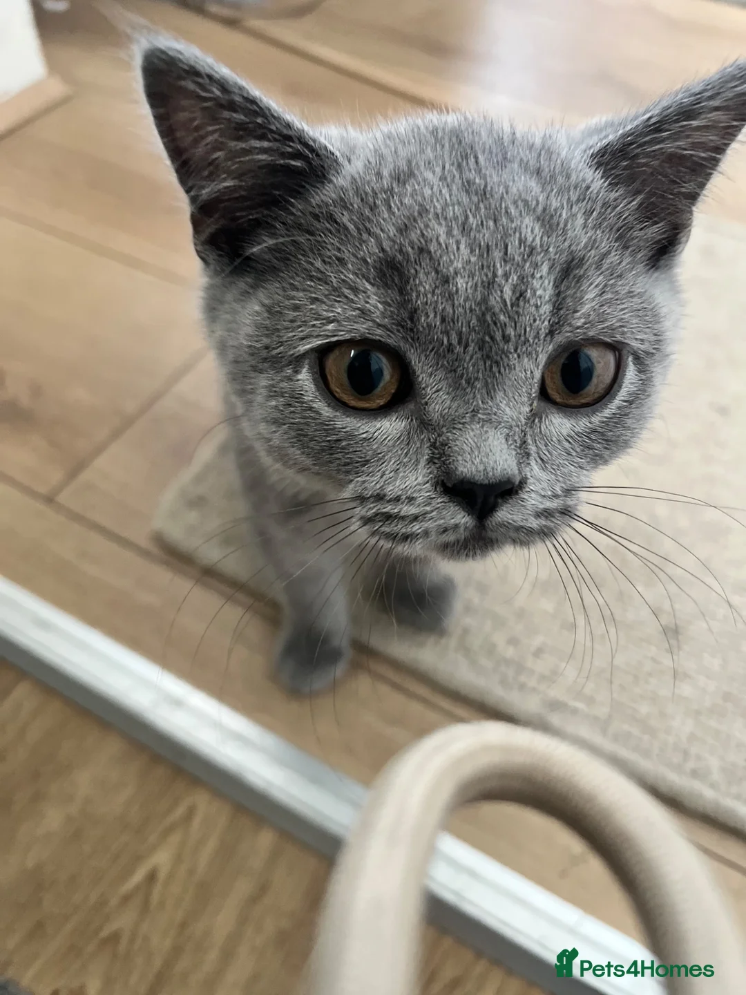 British Shorthair cats for sale: 2 male shorthair kittens  - Advert 6