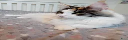 Maine Coon cats for sale: Maine coon  - Advert 9