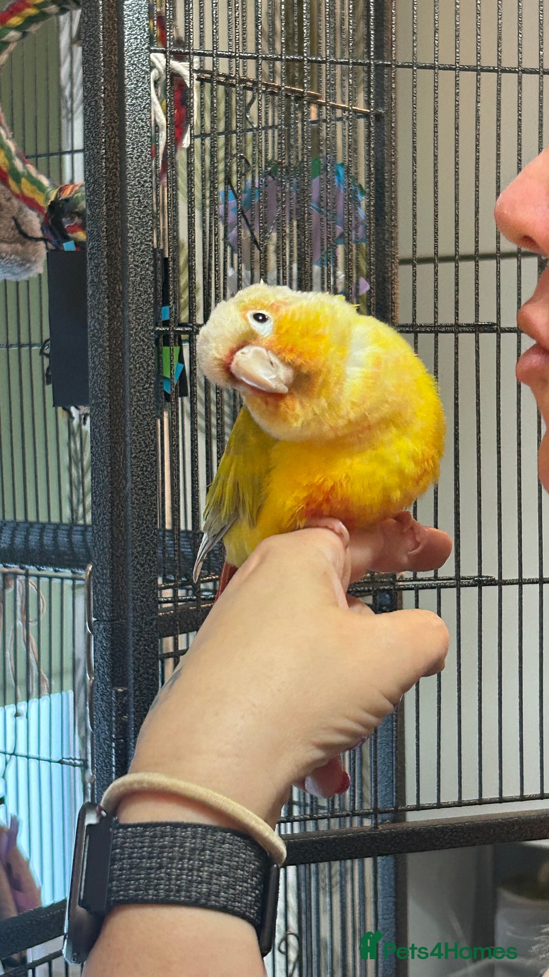 Conures birds for sale: Pineapple Green Cheek Conure - Image 7