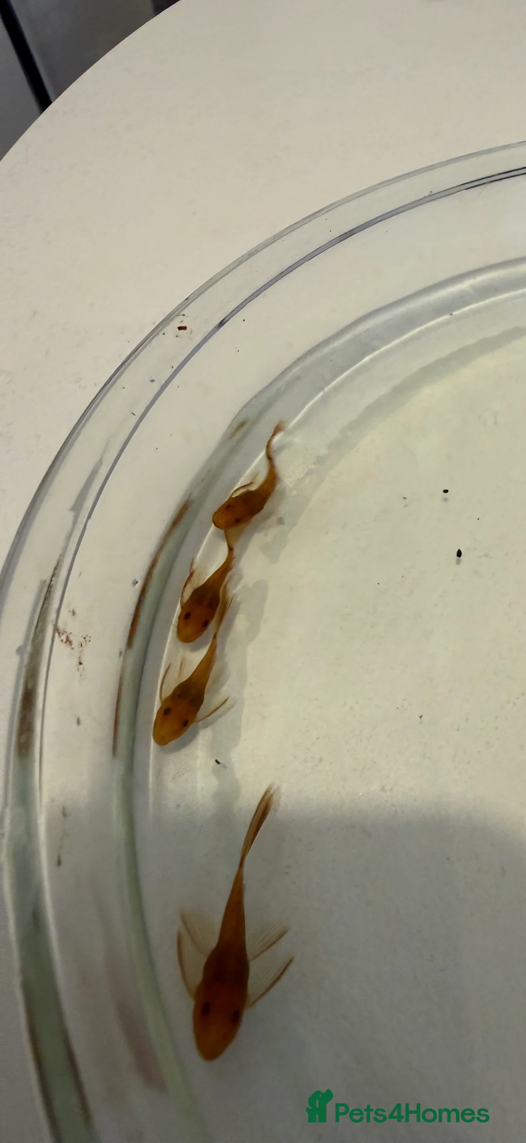 Plecos fish for sale: Super red Bristlenose Pleco longfin - Advert 1