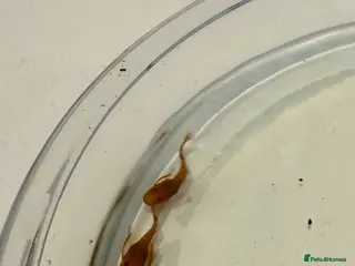 Plecos fish Super red Bristlenose Pleco longfin - Advert 1