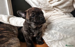 Mixed Breed dogs for sale: Beautiful French chows ready to leave!  - Image 25