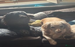 Cocker Spaniel dogs for sale: 2 cocker spaniels  - Image 1