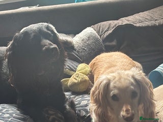 Cocker Spaniel dogs - Advert 33