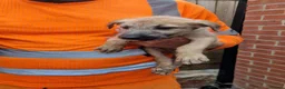 Lurcher dogs for sale: Stunning Lurcher puppies in Sheffield - Advert 5