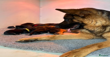 German Shepherd dogs - Advert 1