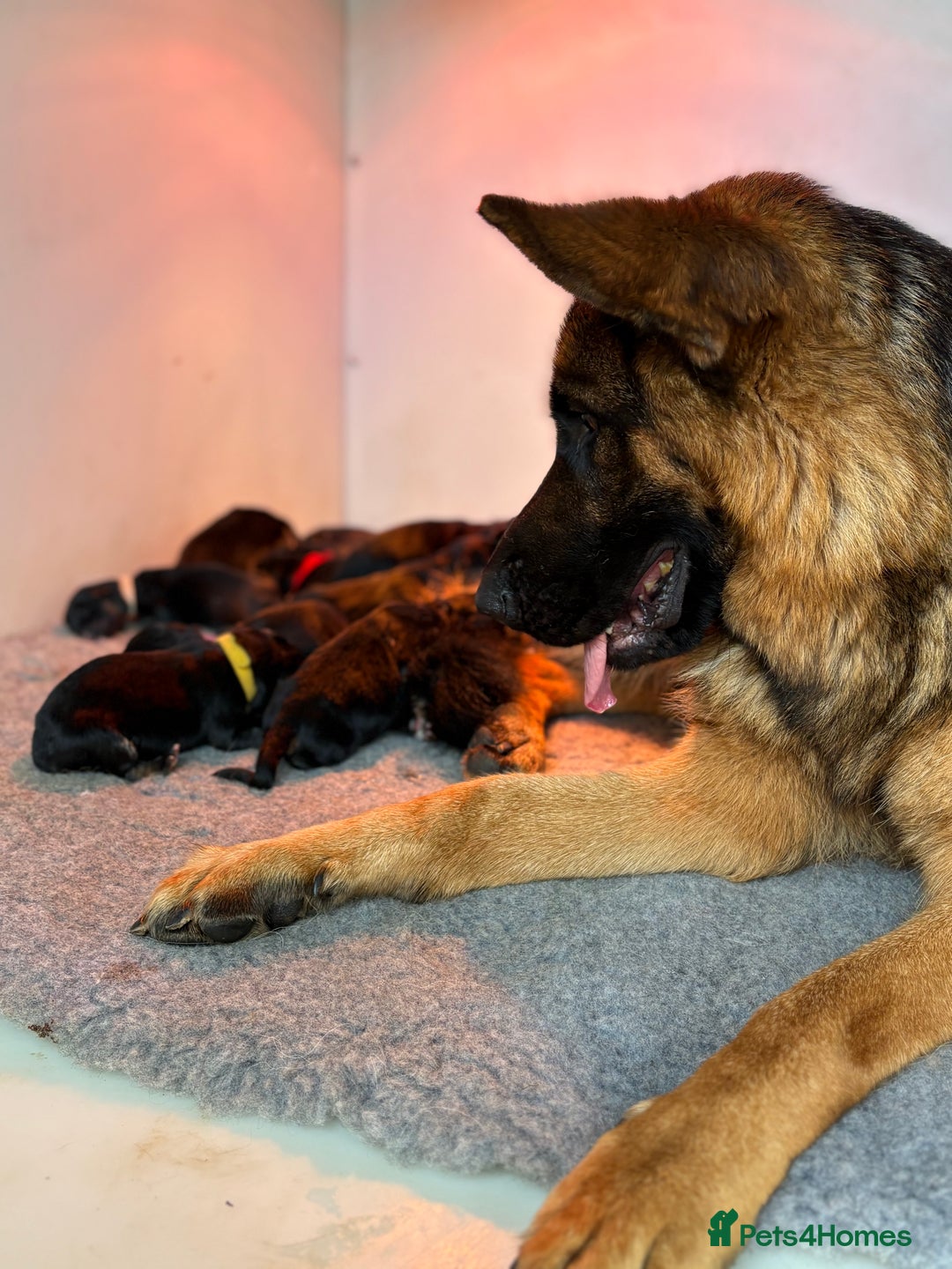 German Shepherd dogs for sale: Family reared GSD pups.  - Advert 6