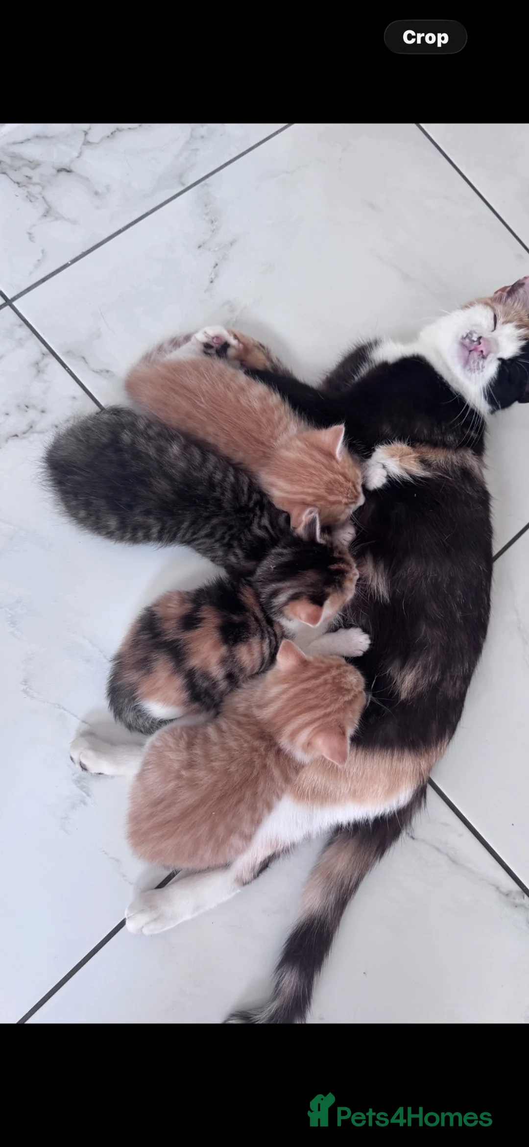 Domestic Shorthair cats for sale: Ginger & White Kitten  - Advert 6