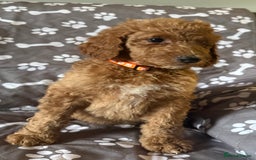 Standard Poodle dogs for sale: Standard Poodle Puppies  - Image 6