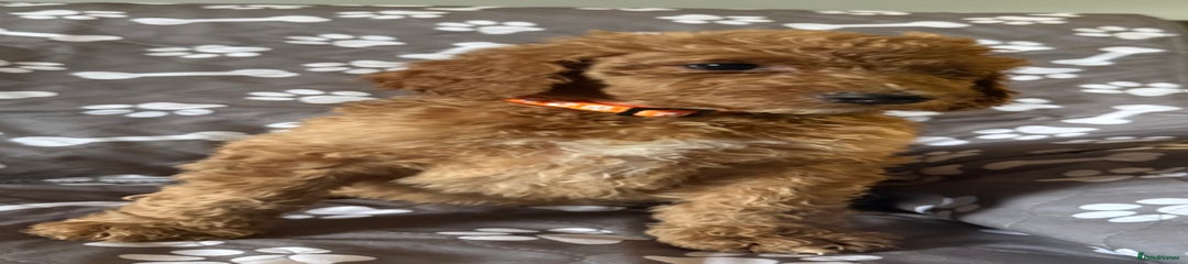 Standard Poodle Puppy 3