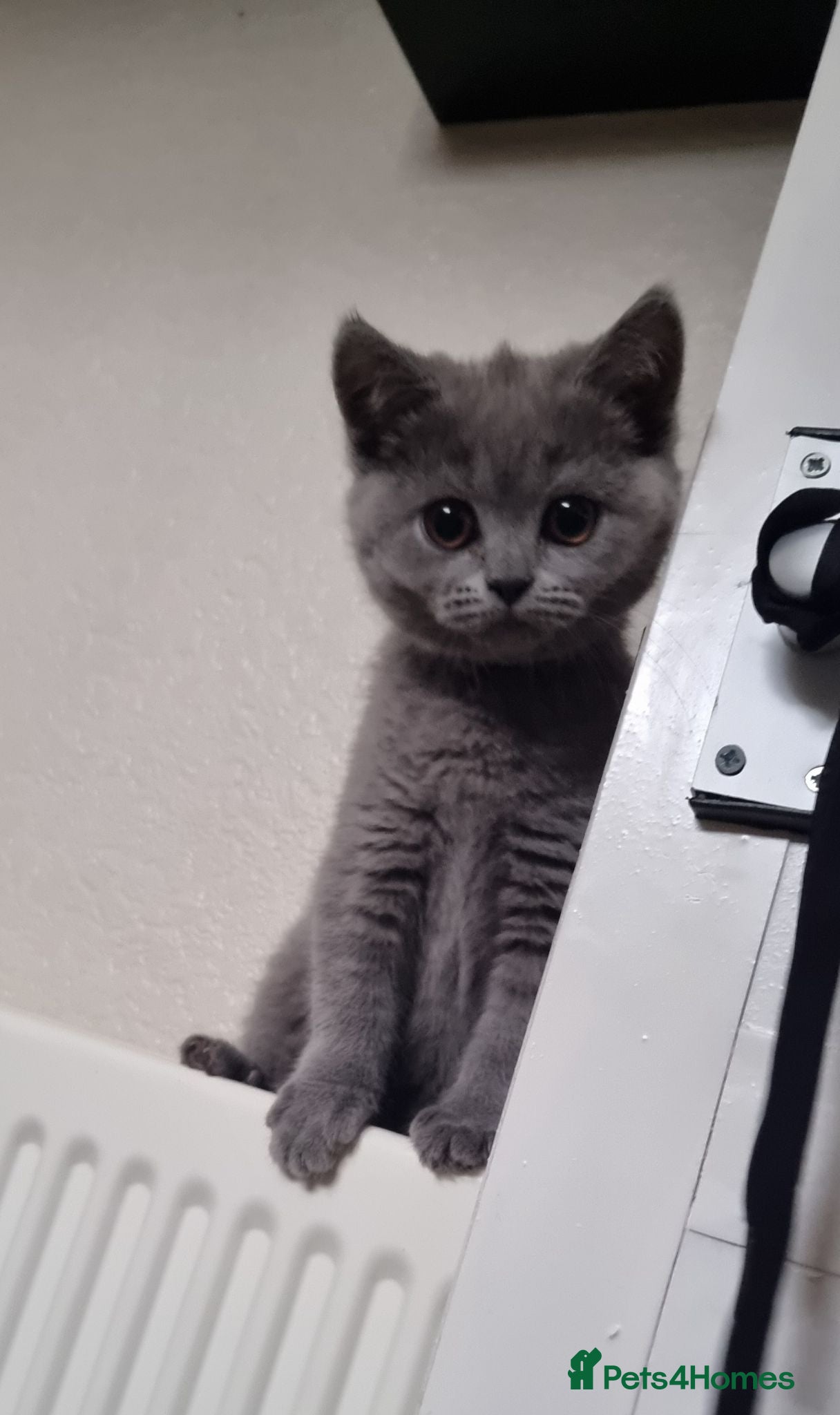 Scottish Fold cats Cute Scottish fold 💕 Three kittens available🐾 - Advert 9