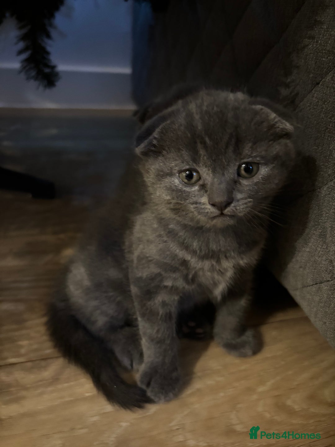 Scottish Fold cats for sale: Mother cat and Scottish fold kittens - Advert 5