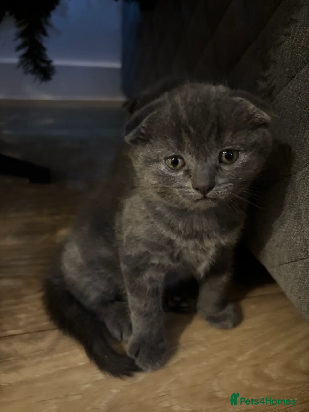 Scottish Fold cats for sale: Mother cat and Scottish fold kittens - Advert 8