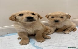 Golden Retriever dogs for sale: Golden Retriever Puppies - Advert 3