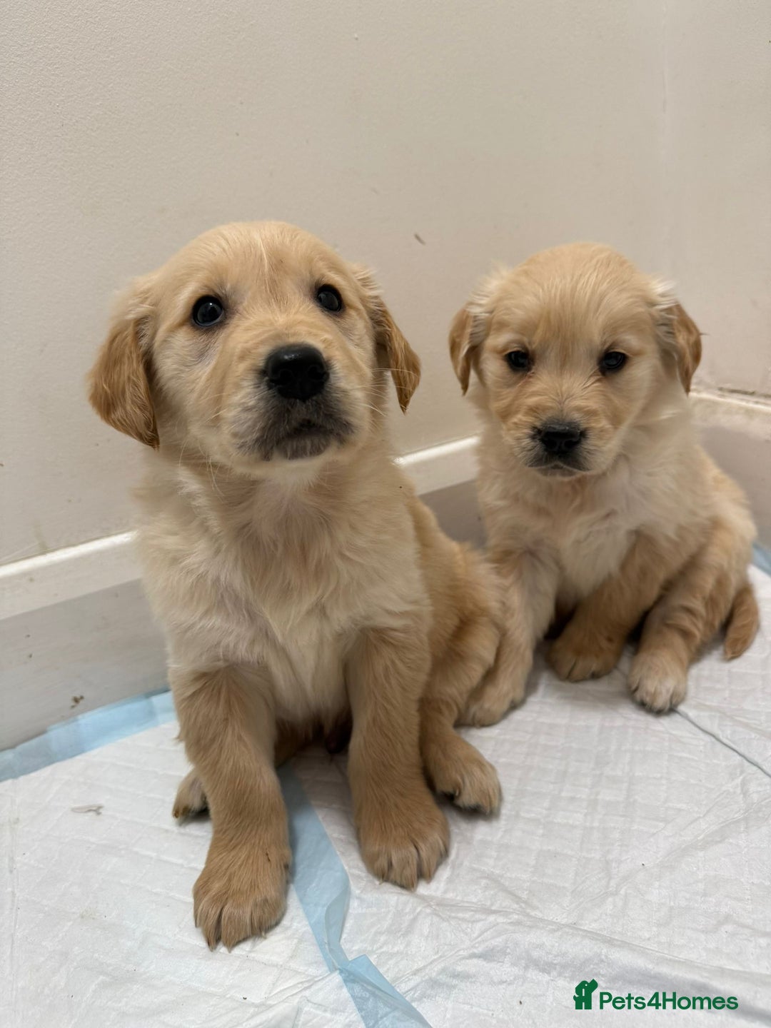 Golden Retriever dogs for sale: Golden Retriever Puppies - Advert 3