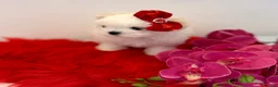 Maltese dogs for sale: 🎀 Last Tiny Korean Maltese Girl Available 🎀 - Advert 15