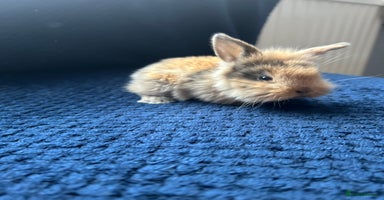Lionhead rabbits - Advert 2