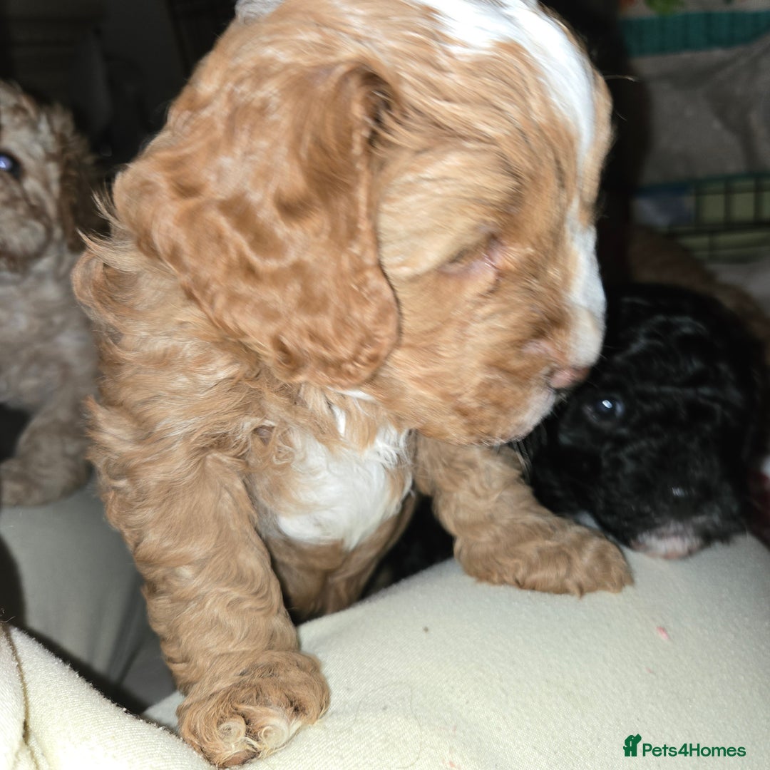 Cavapoo dogs for sale: Teddy bear cavapoo  - Advert 11