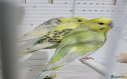 Budgerigars birds for sale: Young budgies  - Image 2