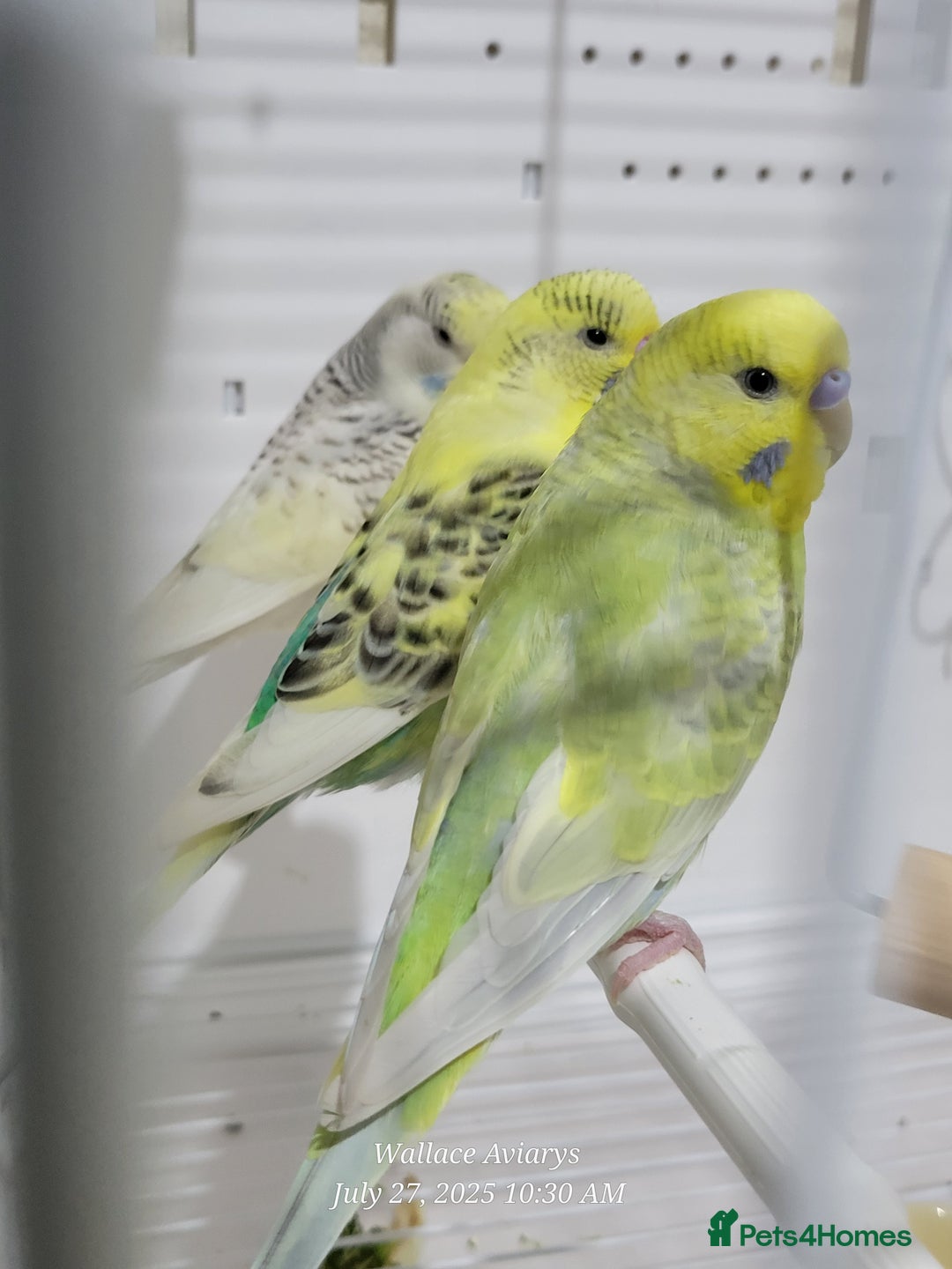 Budgerigars birds for sale: Young budgies  - Image 2