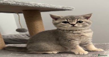 British Shorthair cats British shorthair blue ticked tabby girl  - Advert 15