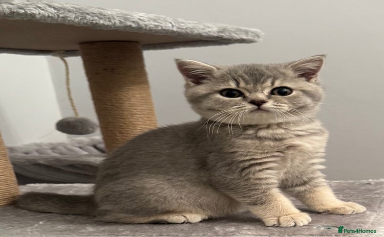 British Shorthair cats British shorthair blue ticked tabby girl  - Advert 1