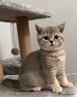 British Shorthair cats British shorthair blue ticked tabby girl - Advert 12