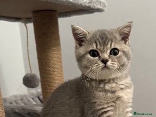 British Shorthair cats British shorthair blue ticked tabby girl - Advert 3