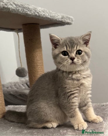 British Shorthair cats British shorthair blue ticked tabby girl - Advert 2