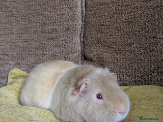 Guinea Pig rodents Beautiful teddie boar available - Advert 4