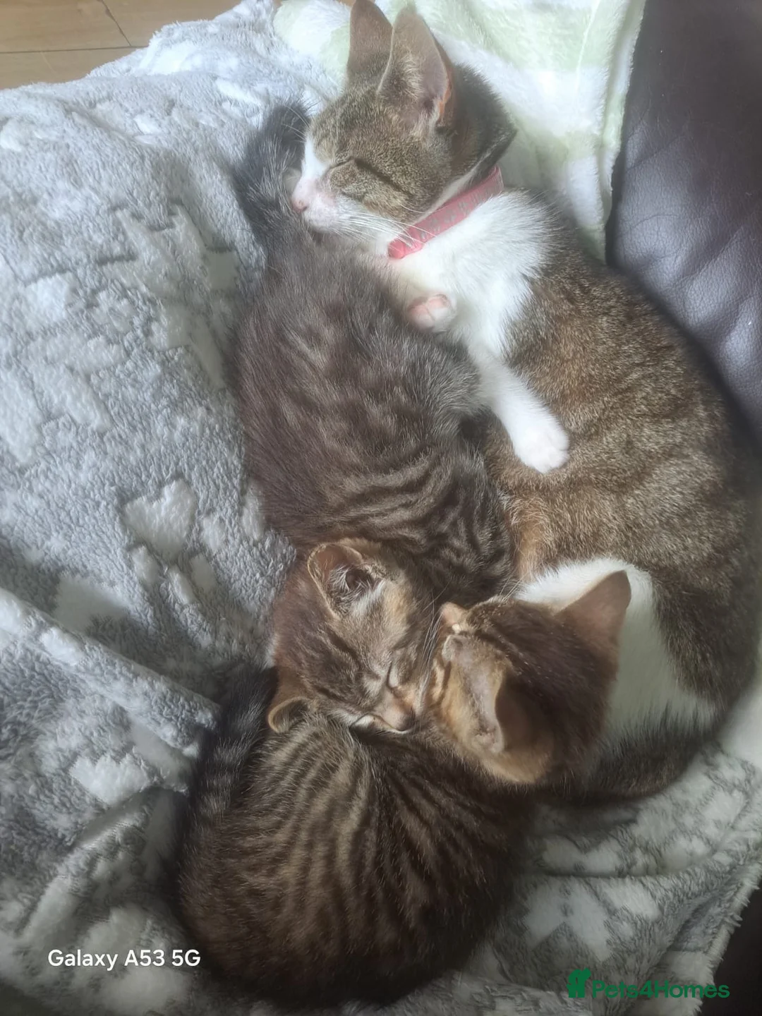 Mixed Breed cats for sale: 2 beautiful boys 🐾 - Advert 6