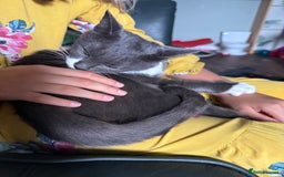 Domestic Shorthair cats for sale: Ember - Image 2