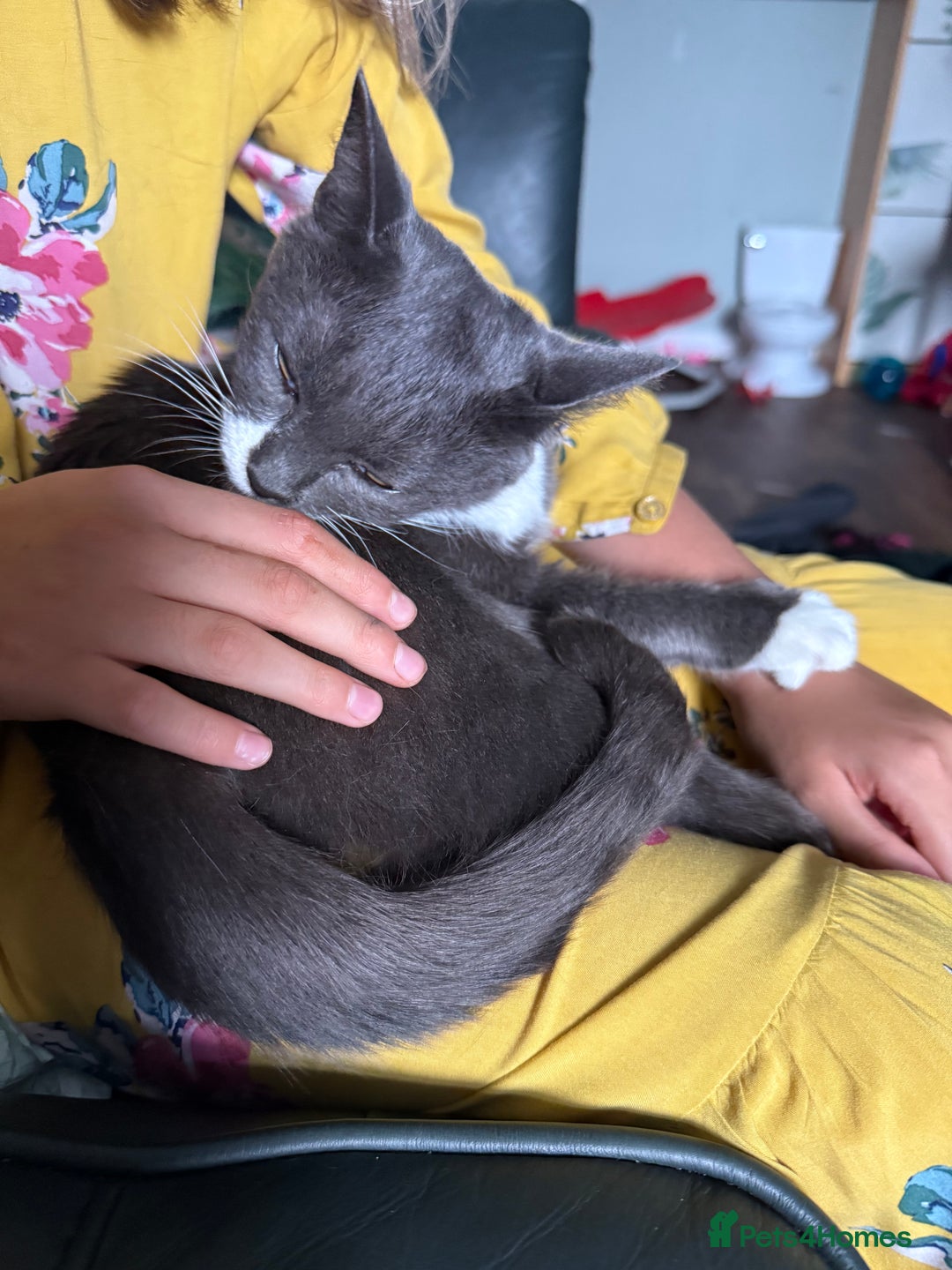 Domestic Shorthair cats for sale: Ember - Image 2