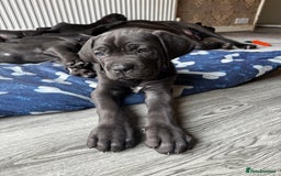 Cane Corso dogs for sale: Cane corso puppies  - Image 2