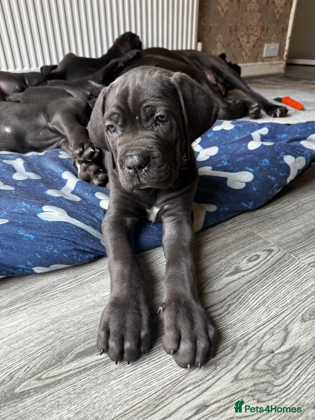 Cane Corso dogs for sale: Cane corso puppies  - Image 2