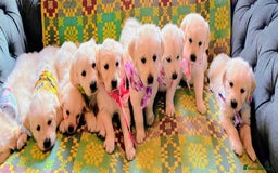 Golden Retriever dogs for sale: ❤️ Superb Litter of Golden Retriever Puppies ❤️ - Image 25