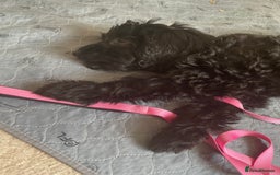 Sproodle dogs for sale: REDUCED 2 x Beautiful F2 Sproodle Girls VACCINATED - Image 38
