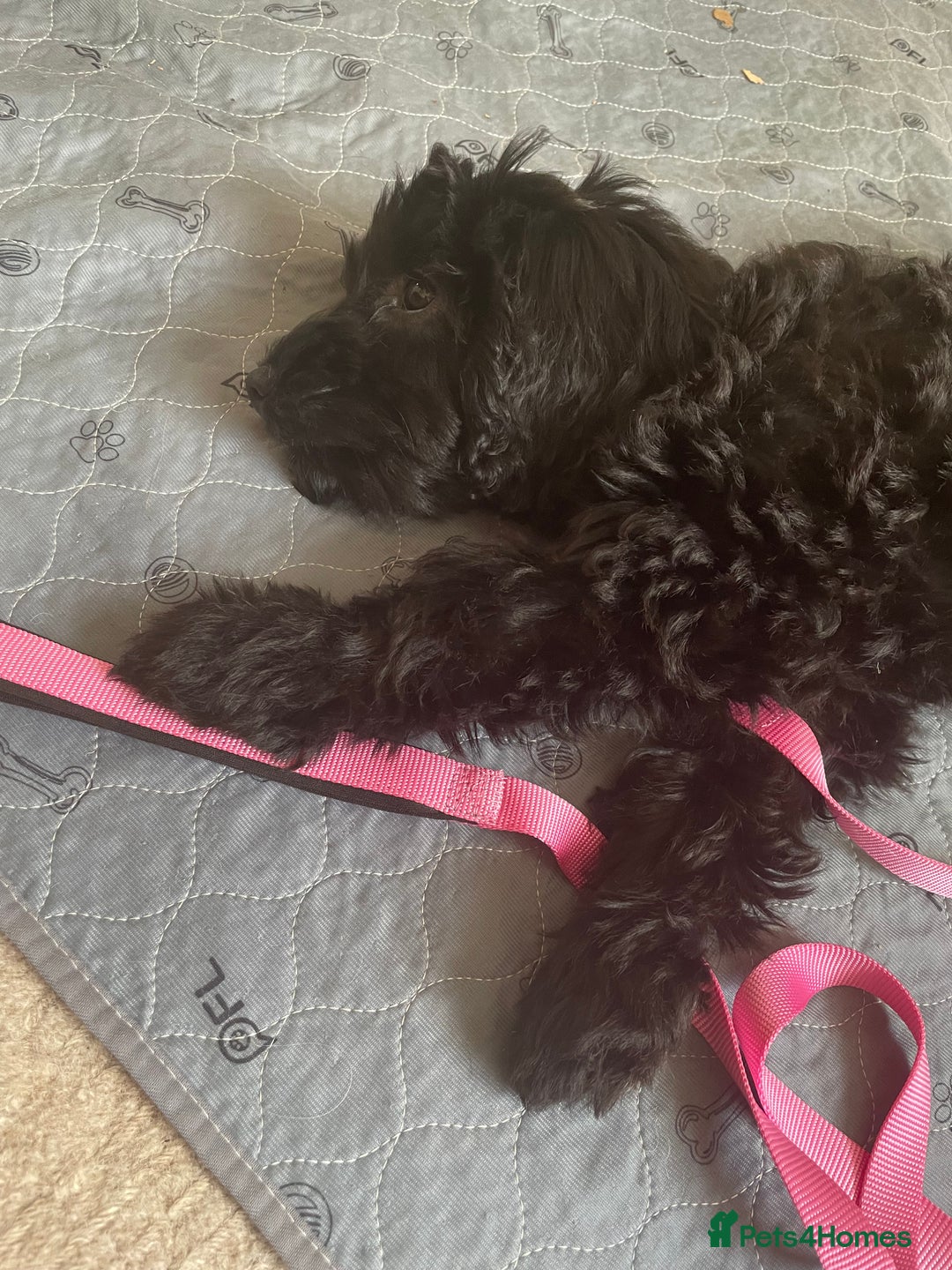 Sproodle dogs for sale: REDUCED 2 x Beautiful F2 Sproodle Girls VACCINATED - Image 38