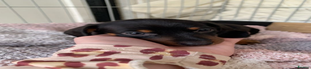 Smooth haired Black and Tan girl